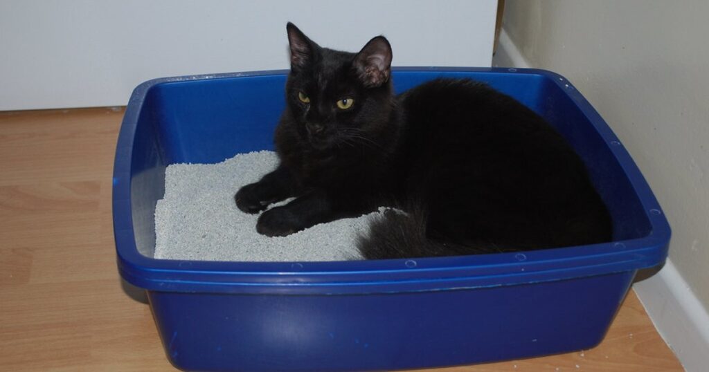 A tabby cat curled up resting inside a beige plastic litter box filled with clean litter.