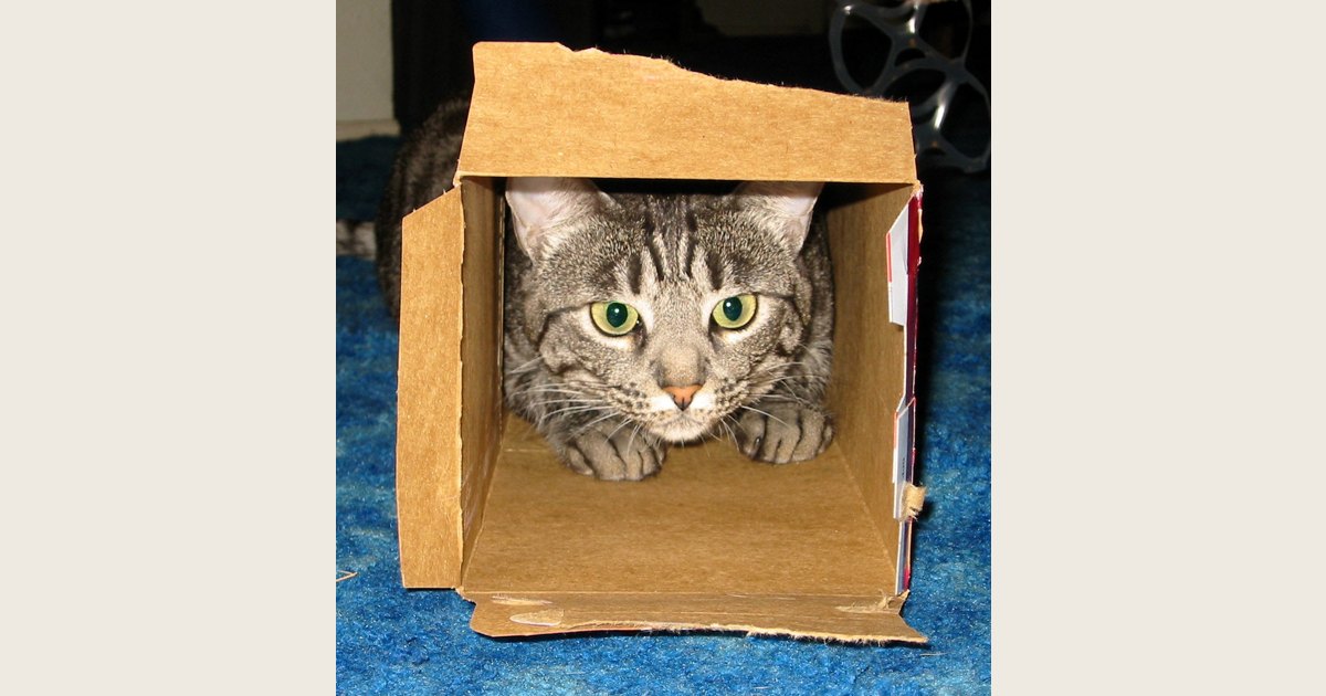 A cat resting inside a cardboard box.