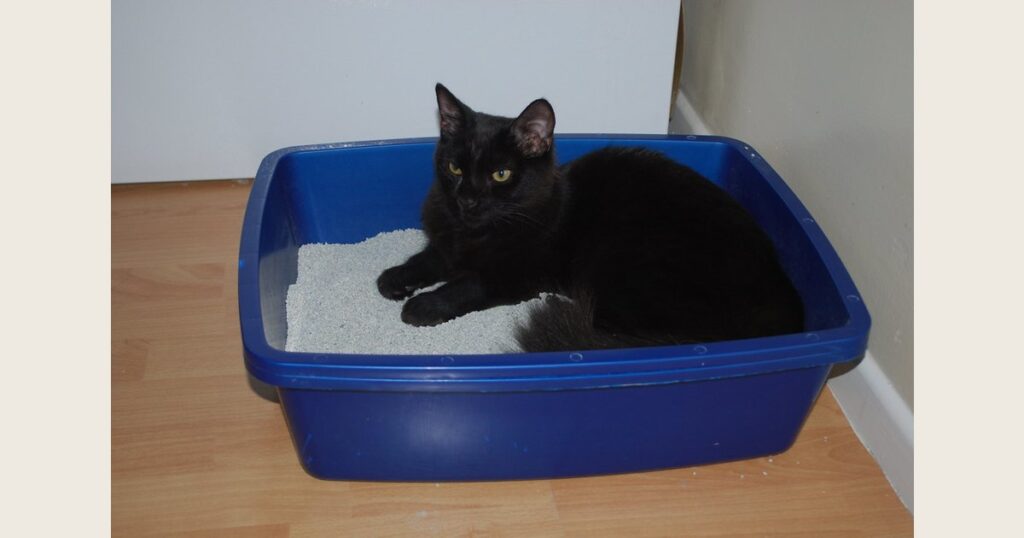 A cat sleeping inside a litter box.