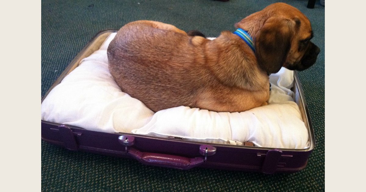 A brown dog rests curled on a white cushion inside an open suitcase-style bed.