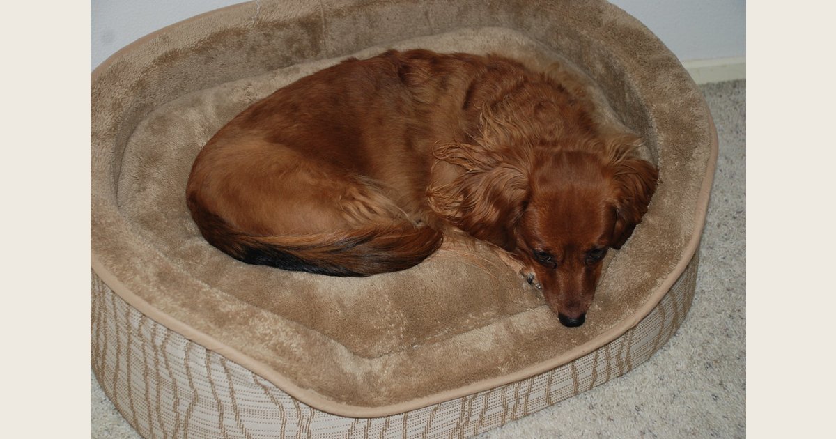 A brown dog curls up on a cream-colored cushion inside a raised-sided bed.